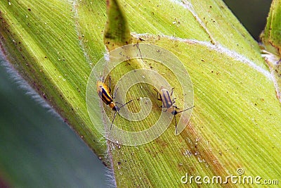 On a corn cob Western corn beetle Stock Photo