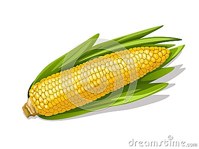 Corn cob Vector Illustration