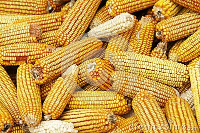 Corn cobs Stock Photo