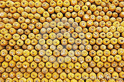 Corn cobs Stock Photo