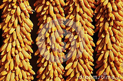 Corn Cobs Stock Photo