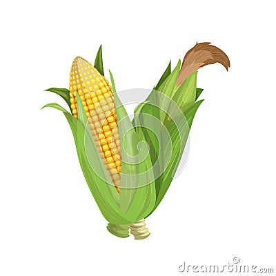 Corn cobs group with husk, seeds and silk. Cartoon trendy style. Maize. Bright ripe vegetable. Vector illustration isolated on whi Vector Illustration