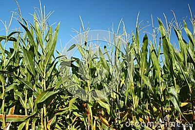 Corn Crop Stock Photo