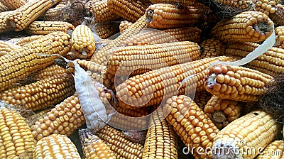 Corn crop Editorial Stock Photo