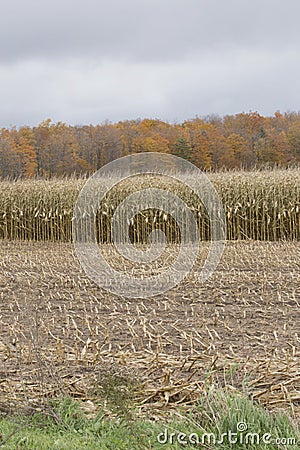 Corn Crop Stock Photo