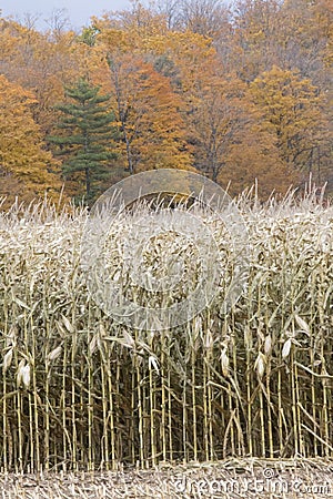 Corn Crop Stock Photo