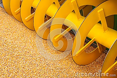 Corn crop harvester machine with fresh corn in front Stock Photo