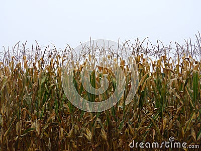 Corn crop almost ready for Autumn harvest Stock Photo
