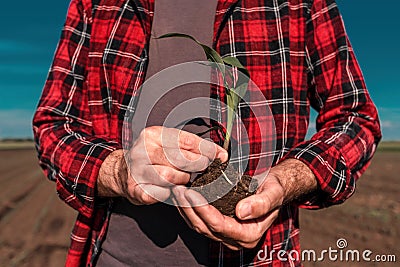 Corn crop sprout in male farmer`s hands Stock Photo
