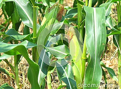 Corn crops Stock Photo