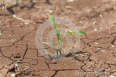 Corn crops suffer as drought continues. Corn field with very dry soil Stock Photo