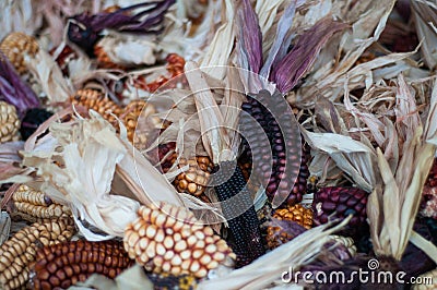 Corn dried decoratively with earthy colours Stock Photo