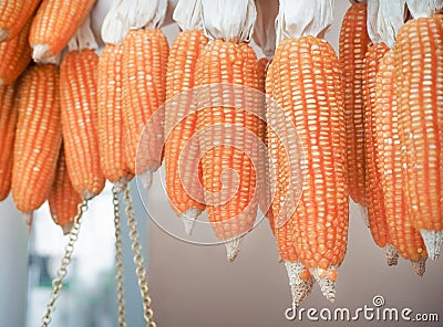 Corn dried gourd selling at the farm. Stock Photo