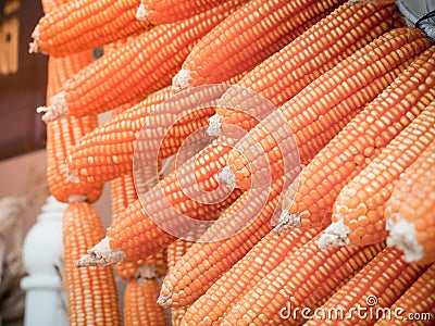 Corn dried gourd selling at the farm. Stock Photo