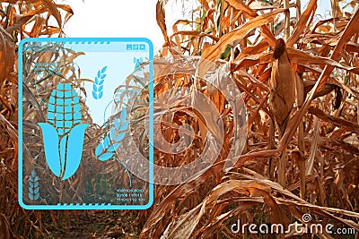 Corn drying in the field. Stock Photo