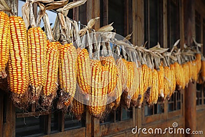 Corn drying Stock Photo