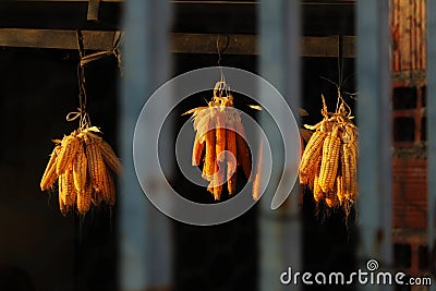 Corn drying in the sun in a cottage Stock Photo