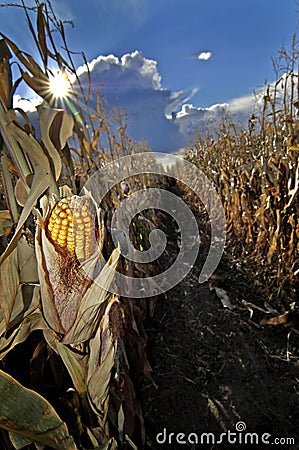 Corn Ear Stock Photo