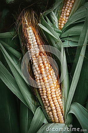 Corn ear close up. Stock Photo
