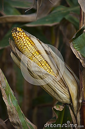 Corn Ear Drying Farm Cornstalk Closeup Detail Stock Photo