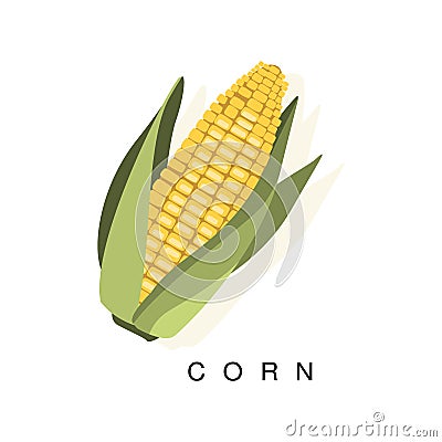 Corn Ear, Infographic Illustration With Realistic Cereal Crop Plant And Its Name Vector Illustration