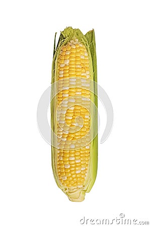 Corn ear isolated on white background. Fresh corncob isolated on white Stock Photo
