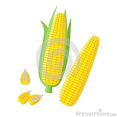 Corn ear, Ripe corn cobs, corn seeds, grains vector illustration in flat design isolated on white background. Peeled Vector Illustration