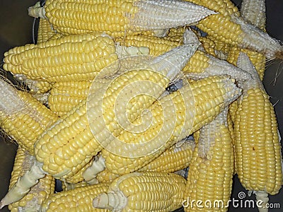 Corn failed to harvest perfectly Stock Photo