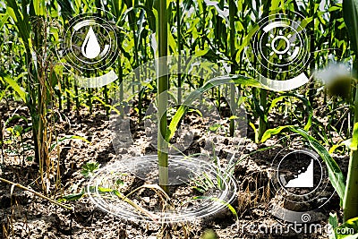 Corn Farm Smart Agriculture Technology Stock Photo