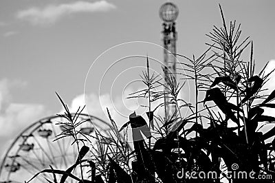 Corn with Ferris Wheel and Drop Tower Stock Photo