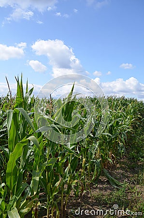 Corn fied Stock Photo