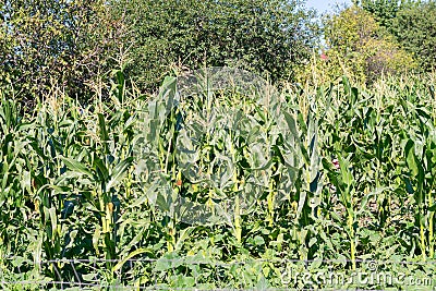 Corn fied plantation - unharvested organic food Stock Photo