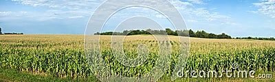 Corn field ready to be harvested Stock Photo