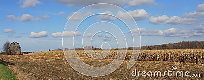 Corn Field Stock Photo