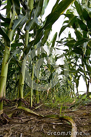 Corn field Stock Photo