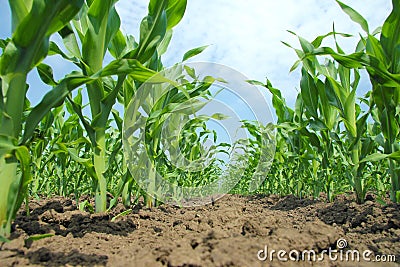 Corn Field Stock Photo