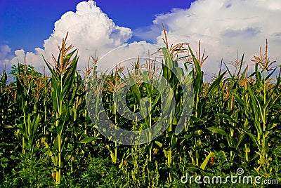 The corn field Stock Photo