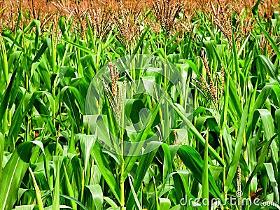 Corn Field Stock Photo