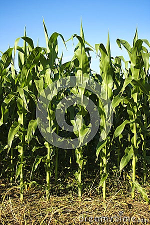 Corn Field Stock Photo