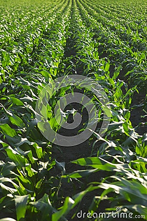 Corn Field Stock Photo