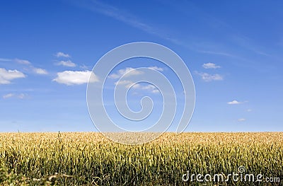 Corn Field Stock Photo