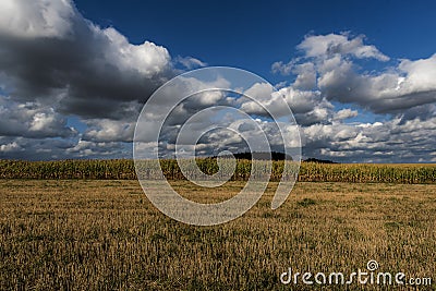 Corn field in autumn under running clouds Stock Photo