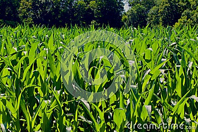 Corn Field Background Stock Photo