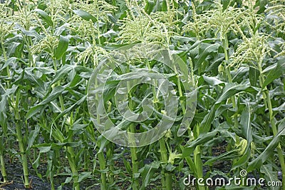 A field of corn grown to fruition Stock Photo