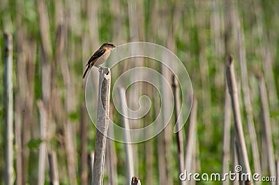 Corn field and bird Stock Photo