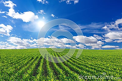 Corn field Stock Photo