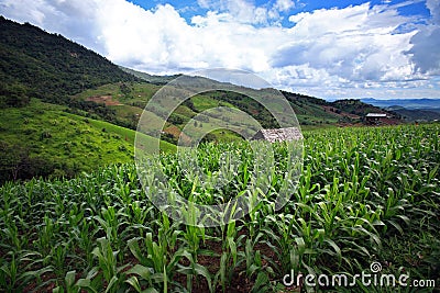 Corn field on Doi Inthanon, Highest mountain in Thailand Stock Photo
