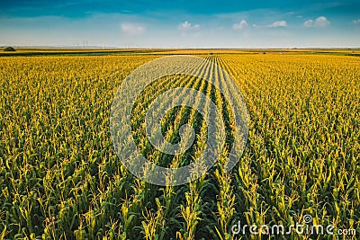 Corn field from drone perspective Stock Photo