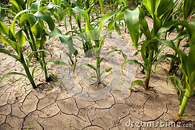 Corn field during drought, hot weather, cracked ground, dry soil. Stock Photo