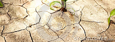 Corn field during drought, hot weather, cracked ground, dry soil. Stock Photo
